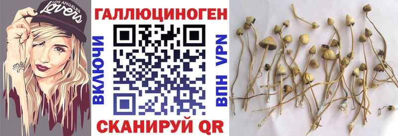 kraken tor  Азнакаево  Псилоцибиновые грибы GOLDEN TEACHER 